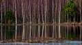 031_Biebrza - kwiecien 2011